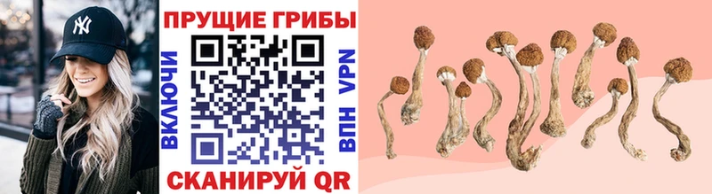 Купить где  Калач-на-Дону  Псилоцибиновые грибы мицелий 